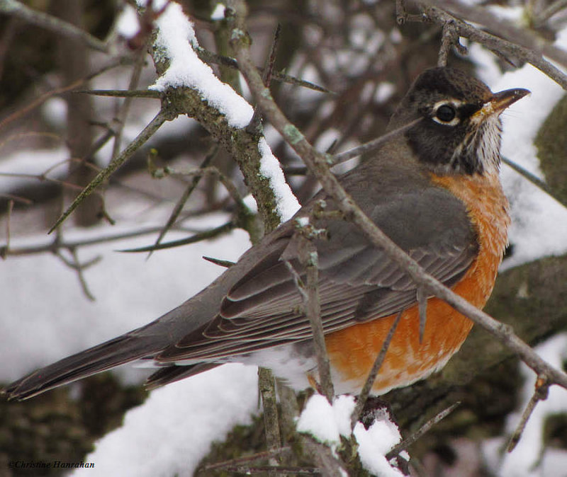 American robin