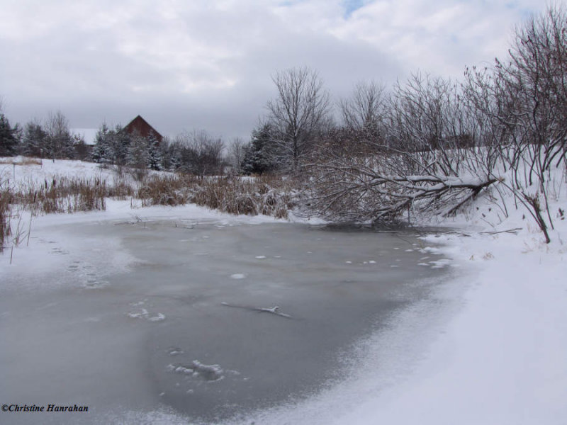 Amphibian pond at the FWG