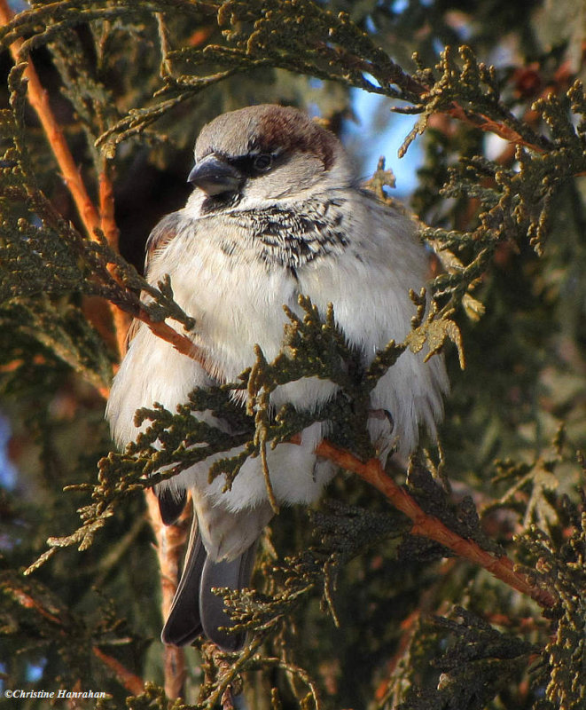 House Sparrow, male