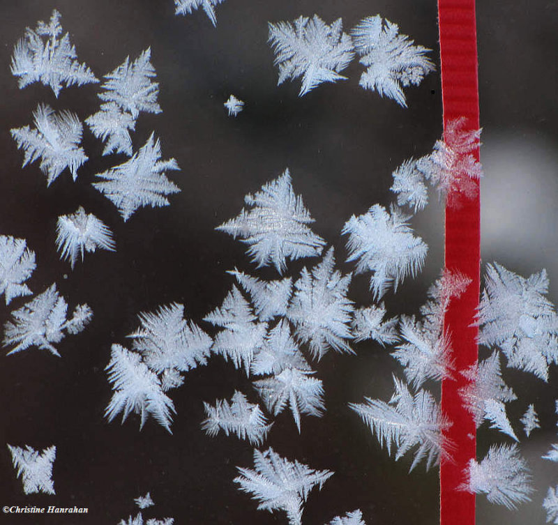 snowflakes or ice crystals on the  Interpretive Centre window