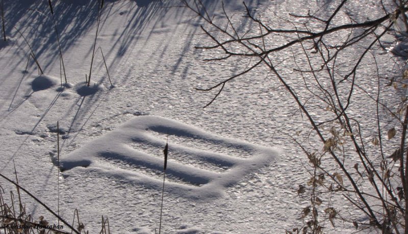 Turtle raft in snow