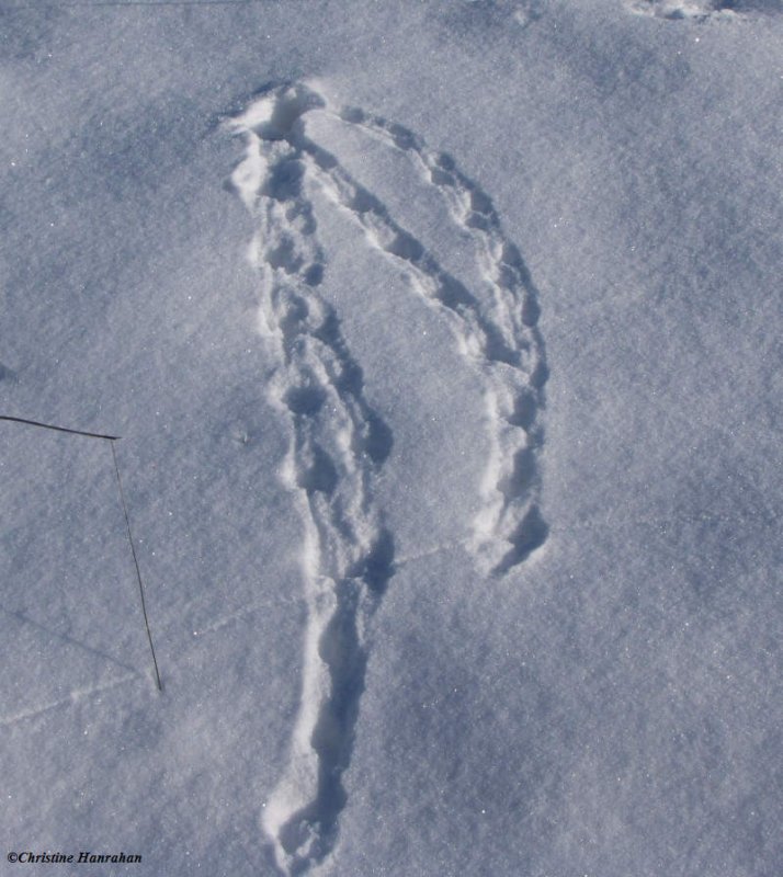 Tracks, probably vole