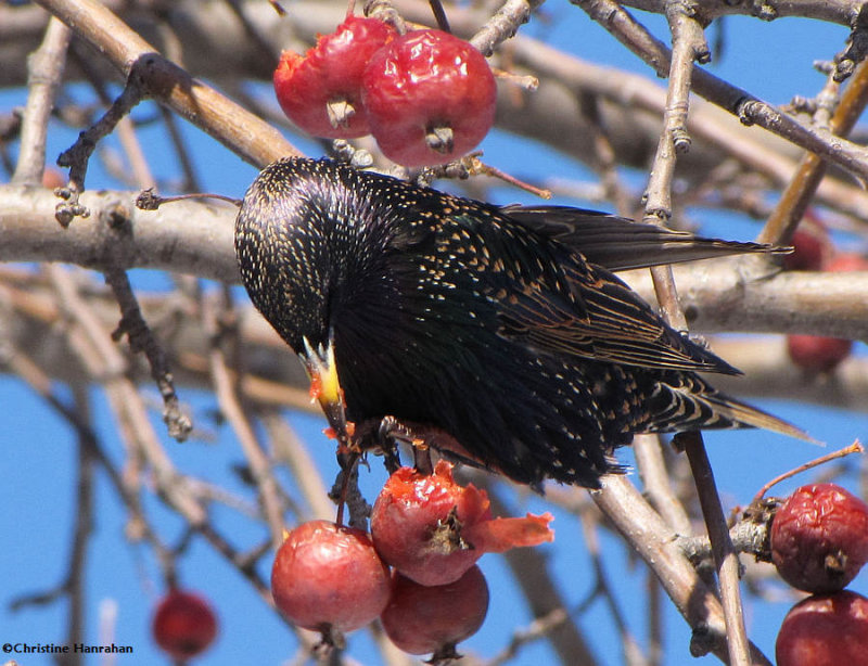 European starling with crabapples