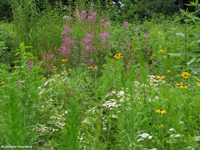 Butterfly meadow, July 2009