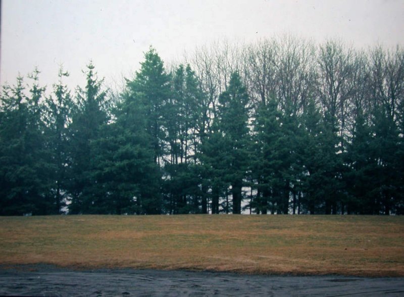 The Ash Woods, 1990