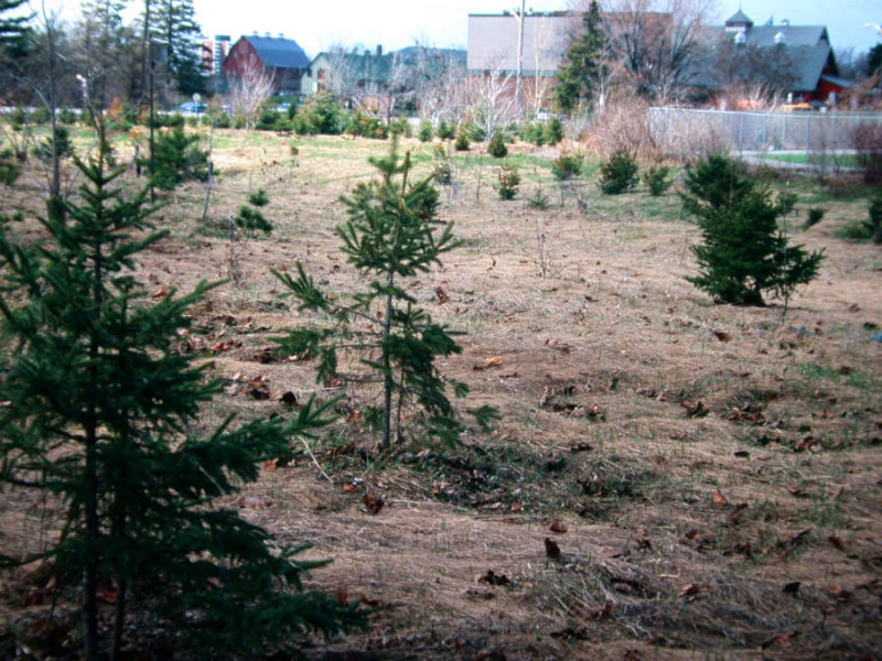 New Woods, April 2001