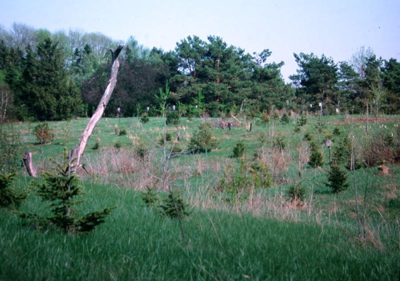 New Woods, April 2001