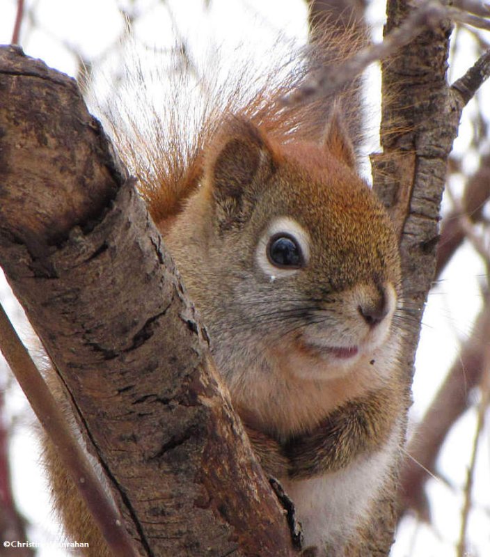 Red squirrel looking pensive