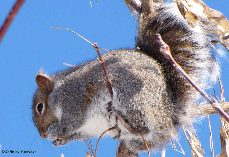 Grey squirrel with manitoba seeds