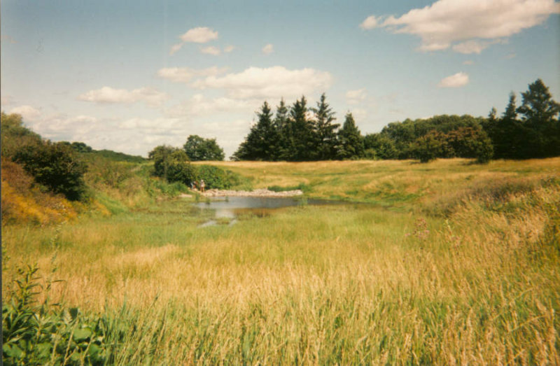 Looking east to the newly created Amphibian Pond, 1992