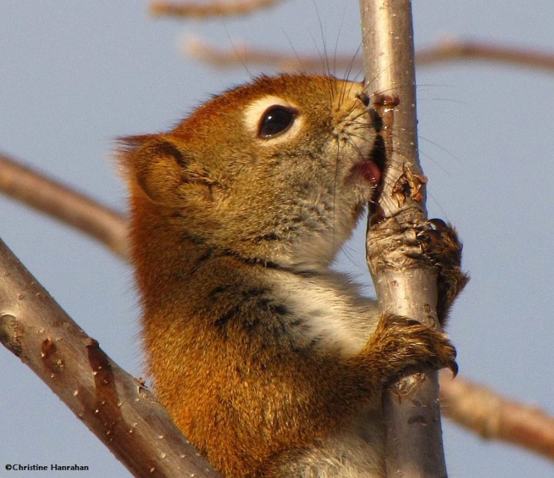Red squirrel enjoying tree sap