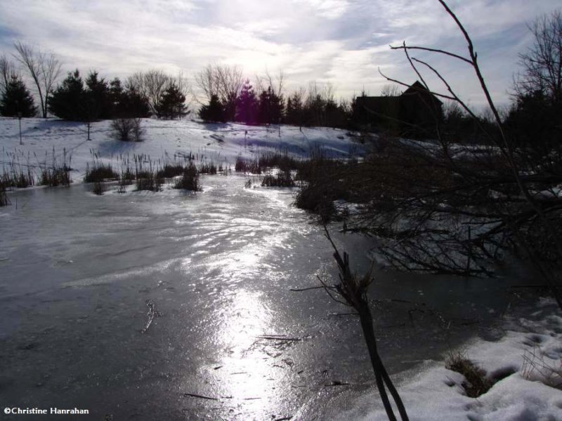 The pond in late afternoon