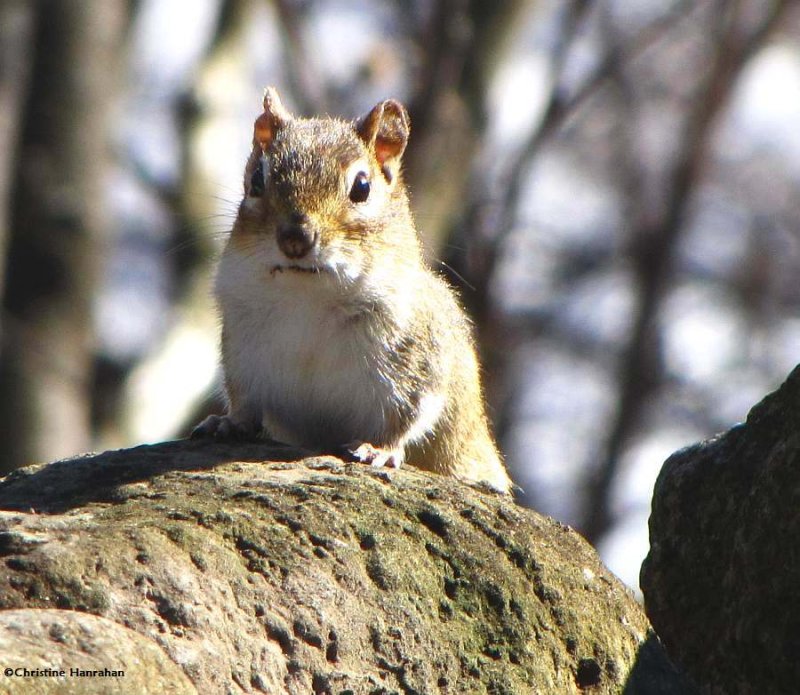 Chipmunk