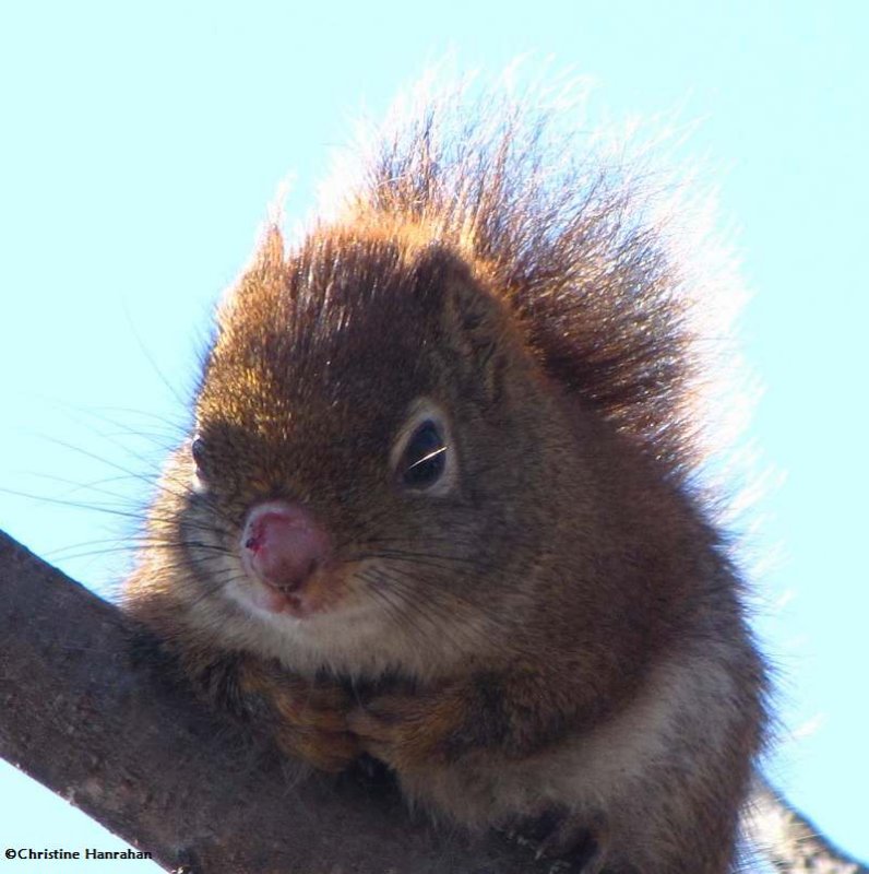 Red with injured nose