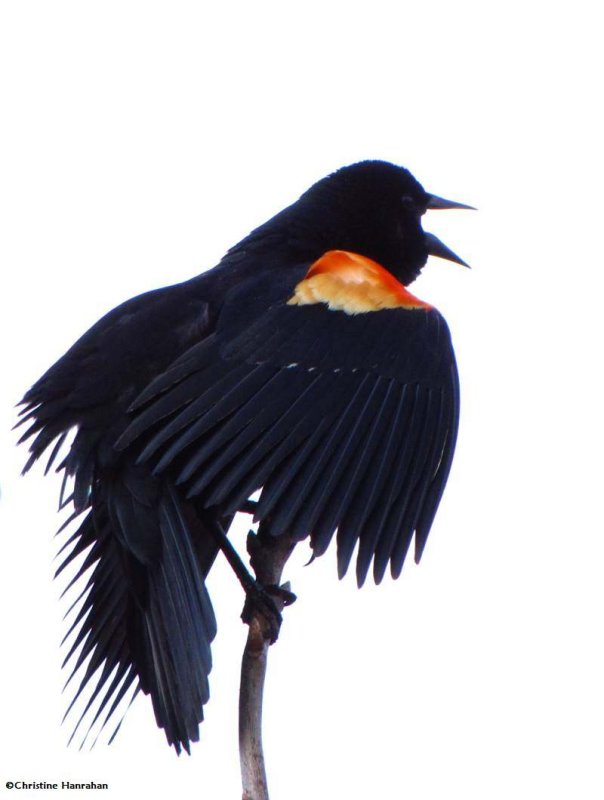 Red-winged blackbird, male, calling