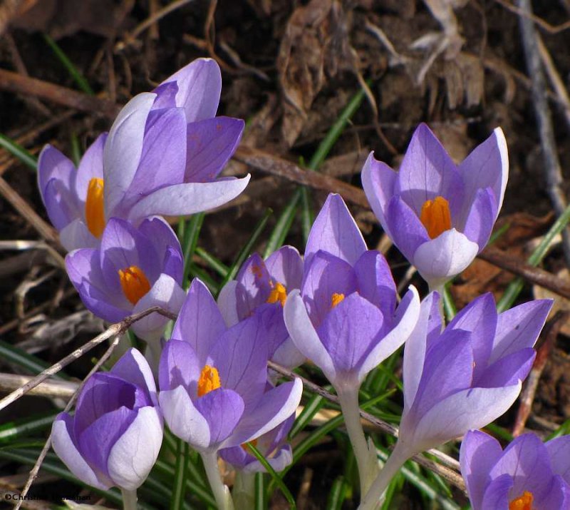 Heralds of spring