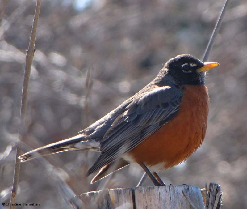 American robin