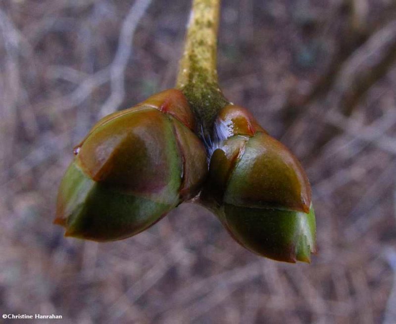 Lilac buds (Syringa sp.)