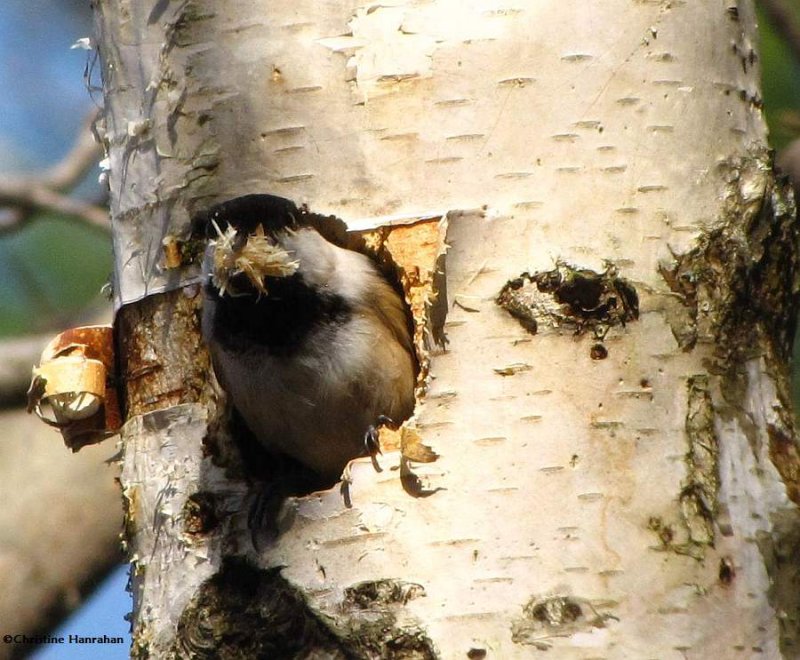 Black-capped chickadee excavating nest hole