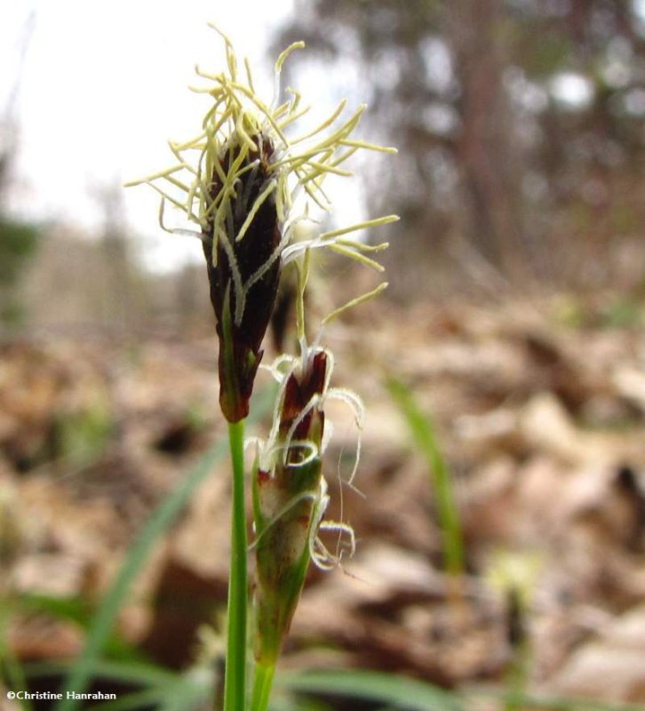 Sedge (Carex pedunculata)