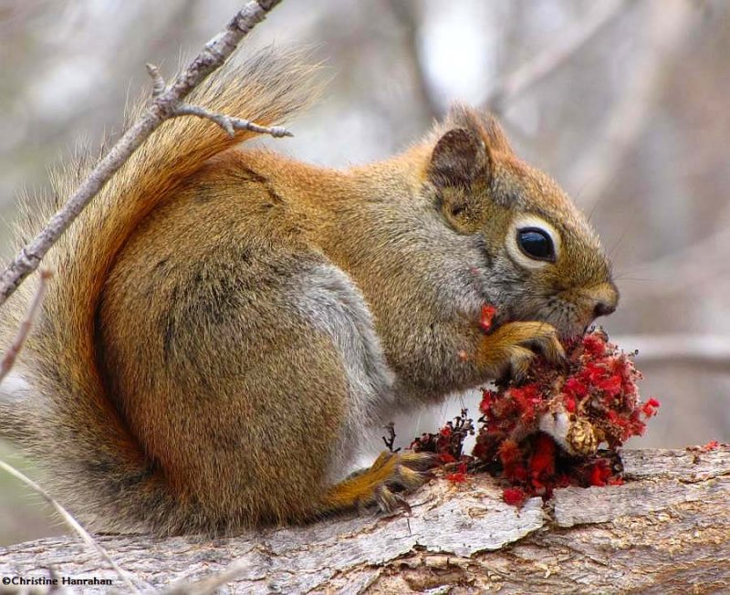 Red squirrel eating sumac