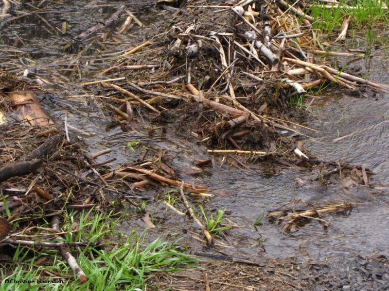 Beaver dam breached  -  again