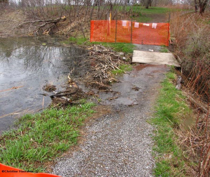 View of the bridge and beaver dam