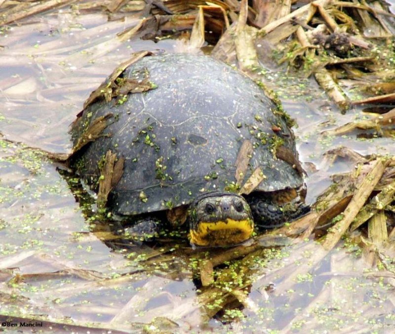 Blandings turtle (Emydoidea blandingi)