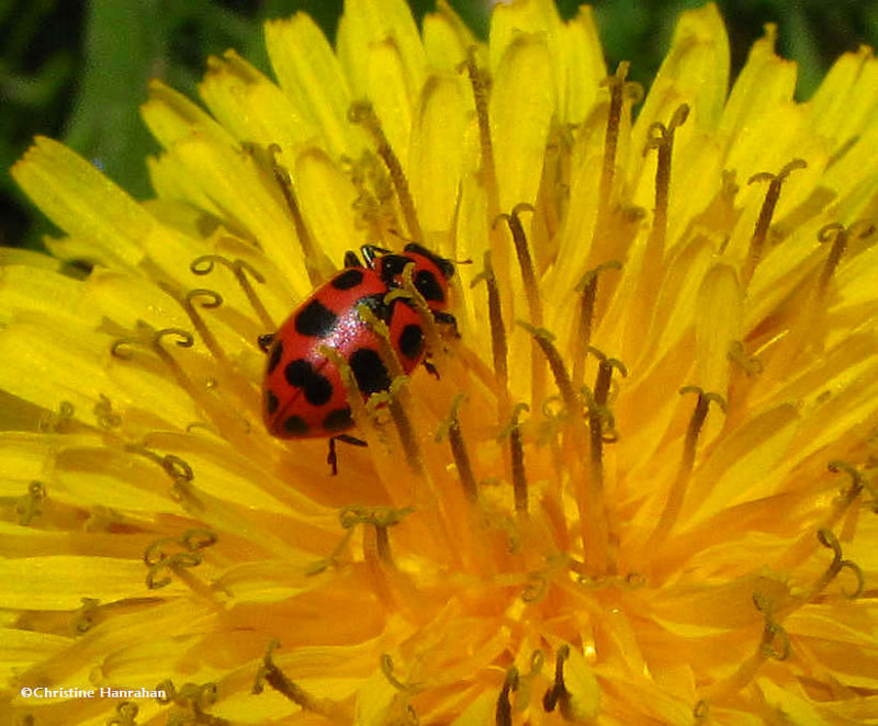 Lady beetle (Coleomagilla maculata) on dandelion