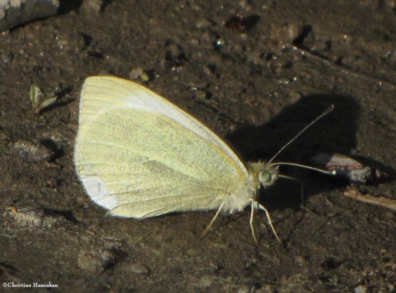 Cabbage white(Pieris rapae)