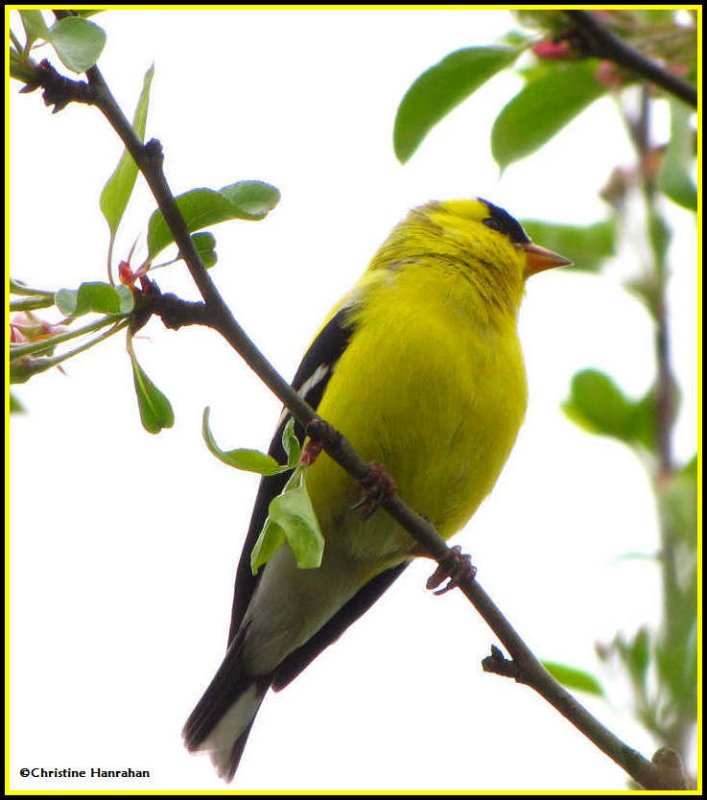 American goldfinch.jpg