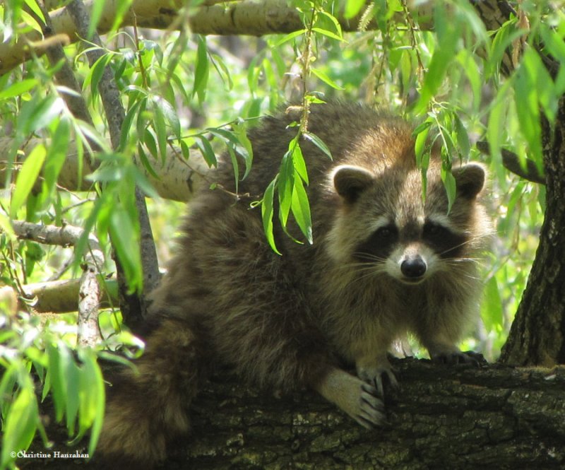 Raccoon