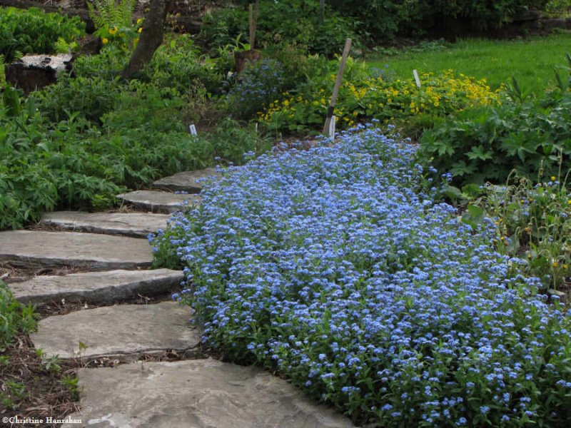 Forget-me-nots in the Backyard Garden