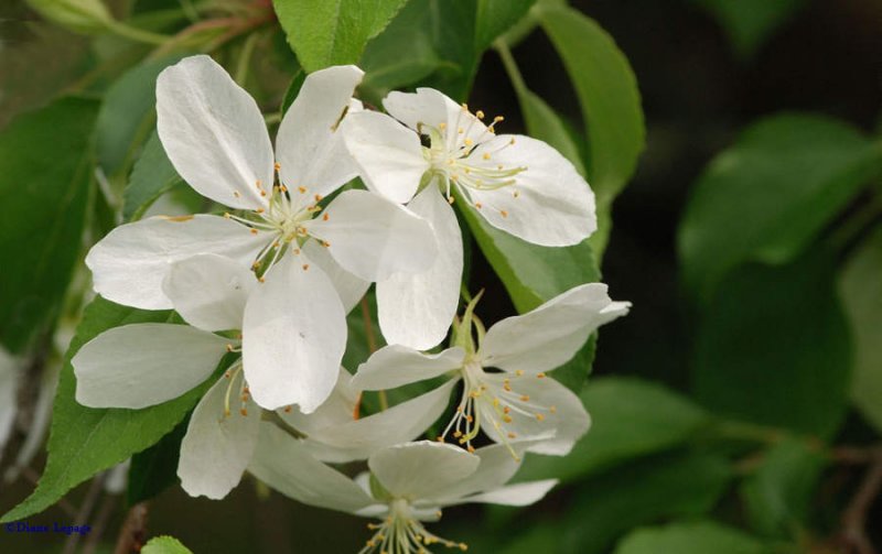 Flowers from an ornamental tree