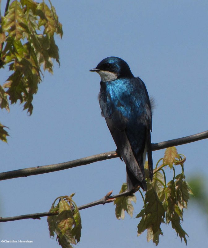 Tree swallow in oak tree
