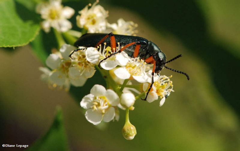 Green Blister Beetle  (Lytta sayi)