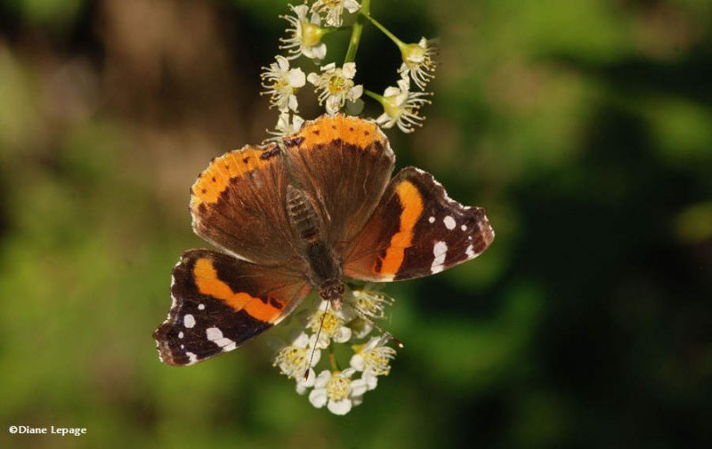 Red admiral (Vanessa atalanta)
