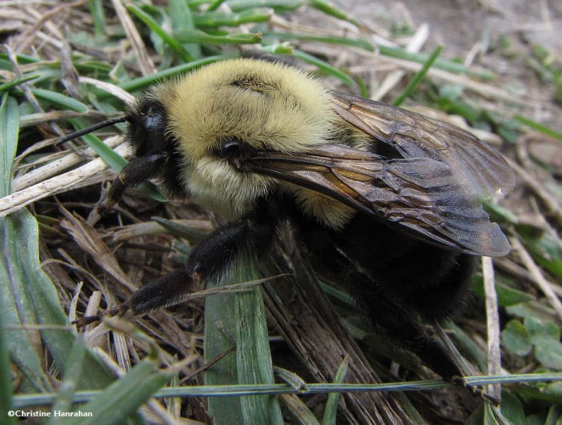 Bumblebee queen (Bombus sp.)