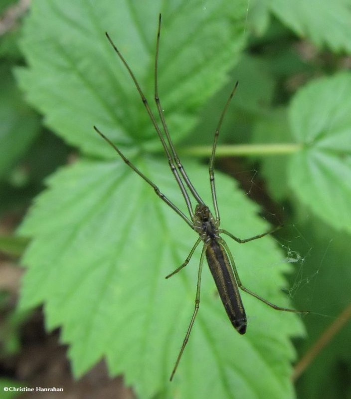 Long-jawed orb weaver (Tetragnatha sp.)