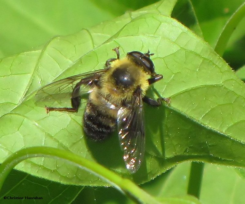 Hover fly, Possibly Criorhina sp., a bumblebee mimic