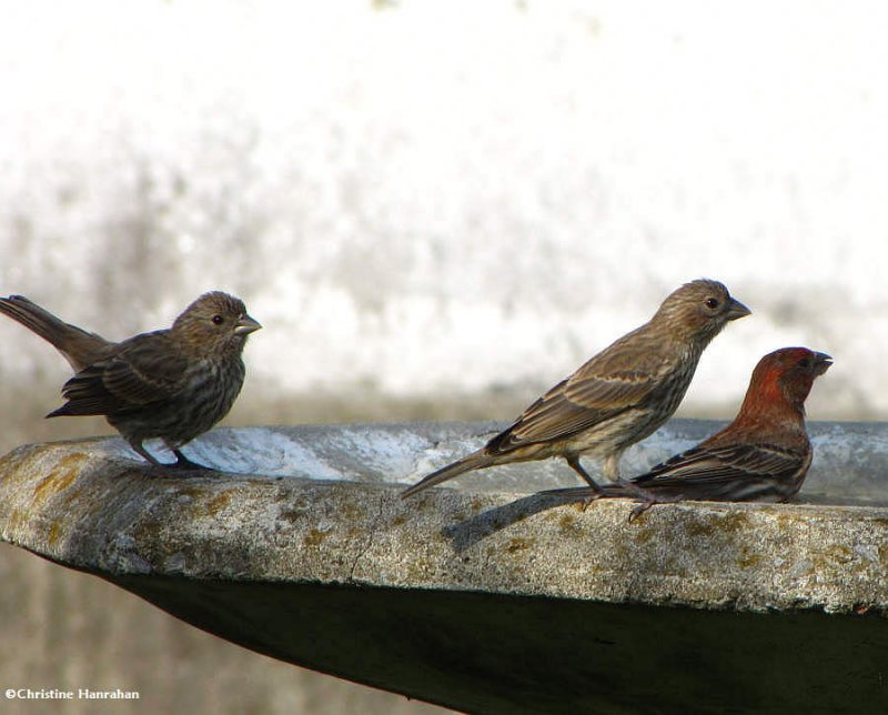 In the bird bath