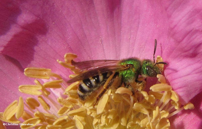 Sweat bee (Agapostemon splendens) in a rose