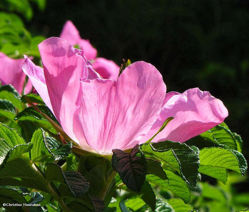 Rose bush
