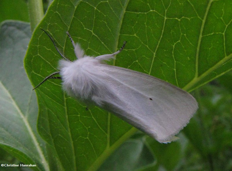 Virginian tiger moth (Spilosoma virginica)