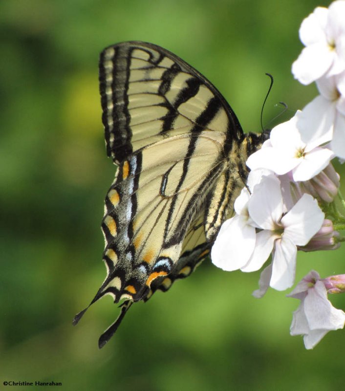 Canadian tiger swallowtail  (Papilio canadendis)