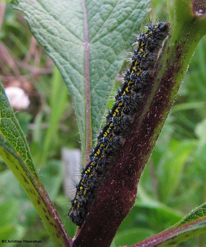 Haploa confusa caterpillar