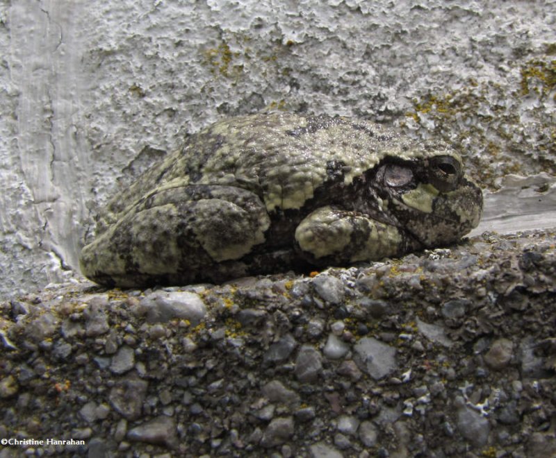 Extraordinary camouflage of the gray treefrog