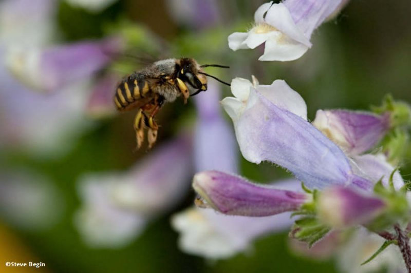 Wool carder bee (Anthidium manicatum)