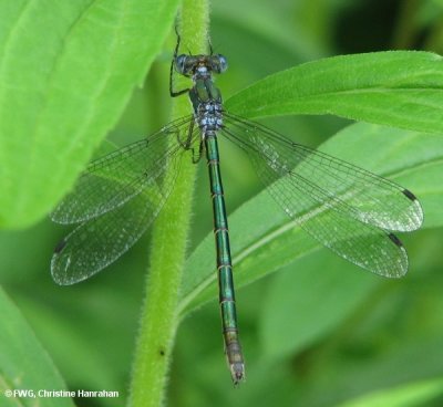 Emerald spreadwing (Lestes dryas), male, back view