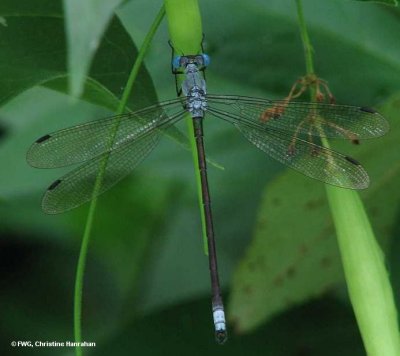 Amber-winged spreadwing (Lestes eurinus), male